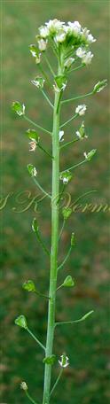  Inflorescence